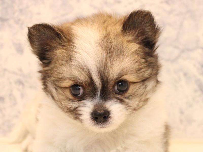 鳥取県のポメチワ/チワポメ/ポメチー(ポメラニアン×チワワ) (ワンラブカインズ鳥取店/2025年10月27日生まれ/男の子/パーティーカラー)の子犬の1枚目の画像