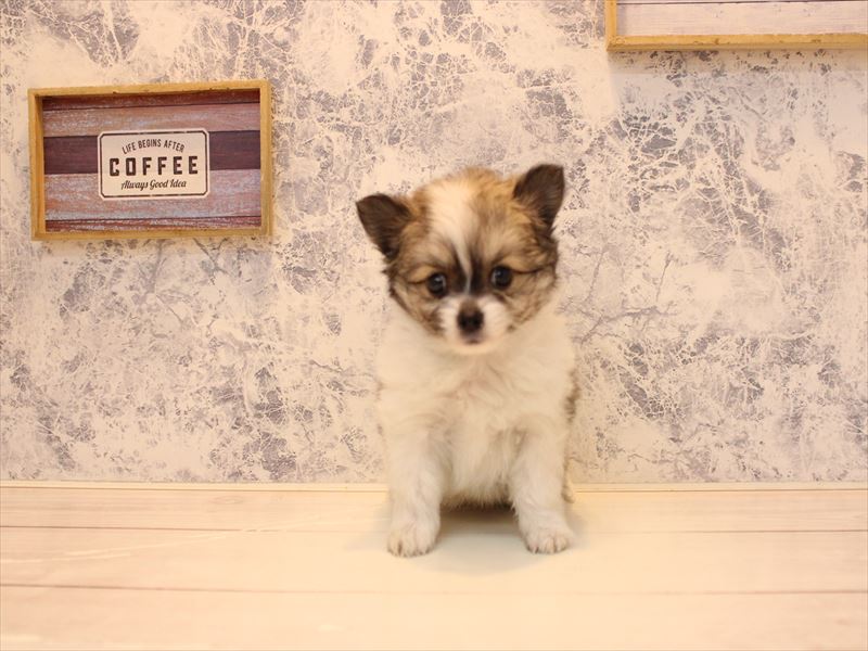 鳥取県のポメチワ/チワポメ/ポメチー(ポメラニアン×チワワ) (ワンラブカインズ鳥取店/2025年10月27日生まれ/男の子/パーティーカラー)の子犬の3枚目の画像