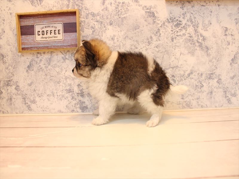 鳥取県のポメチワ/チワポメ/ポメチー(ポメラニアン×チワワ) (ワンラブカインズ鳥取店/2025年10月27日生まれ/男の子/パーティーカラー)の子犬の2枚目の画像