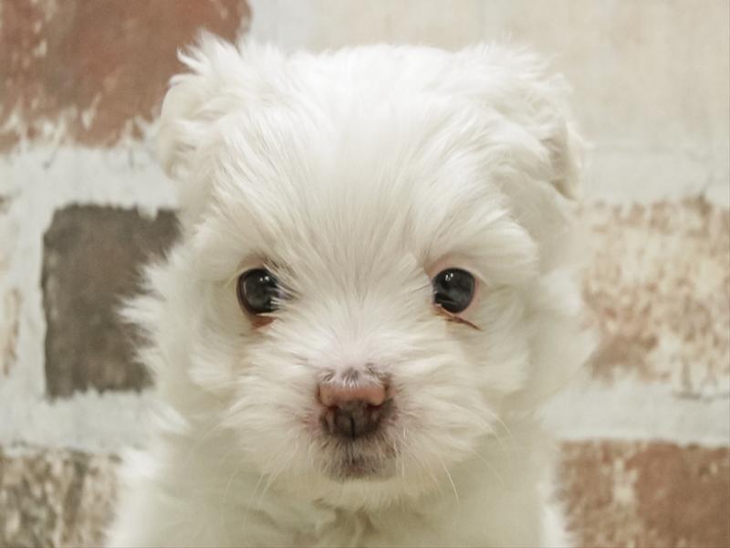 福井県のマルズー/マルシーズ(マルチーズ×シーズー) (ワンラブコメリパワー坂井店/2025年10月26日生まれ/女の子/ホワイト)の子犬