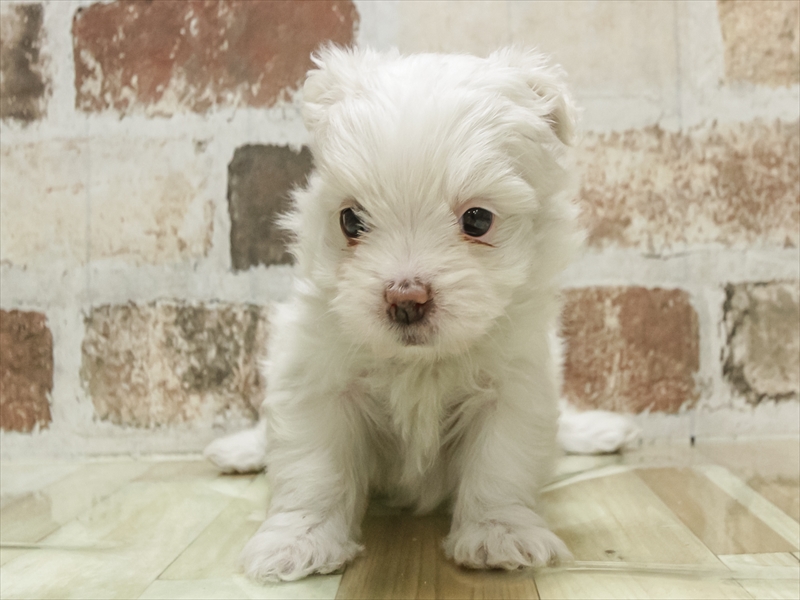 福井県のマルズー/マルシーズ(マルチーズ×シーズー) (ワンラブコメリパワー坂井店/2025年10月26日生まれ/女の子/ホワイト)の子犬の3枚目の画像