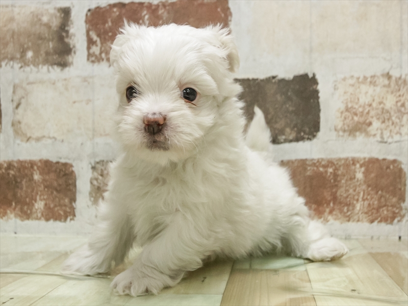 福井県のマルズー/マルシーズ(マルチーズ×シーズー) (ワンラブコメリパワー坂井店/2025年10月26日生まれ/女の子/ホワイト)の子犬の2枚目の画像