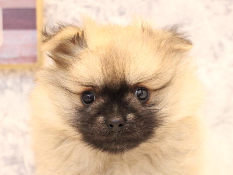 福岡県のポメラニアン (ワンラブ福岡総本店/2025年10月28日生まれ/男の子/ウルフセーブル)の子犬の1枚目の画像