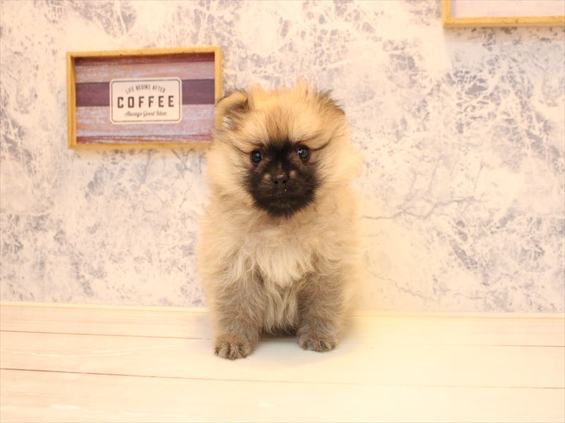 福岡県のポメラニアン (ワンラブ福岡総本店/2025年10月28日生まれ/男の子/ウルフセーブル)の子犬の3枚目の画像