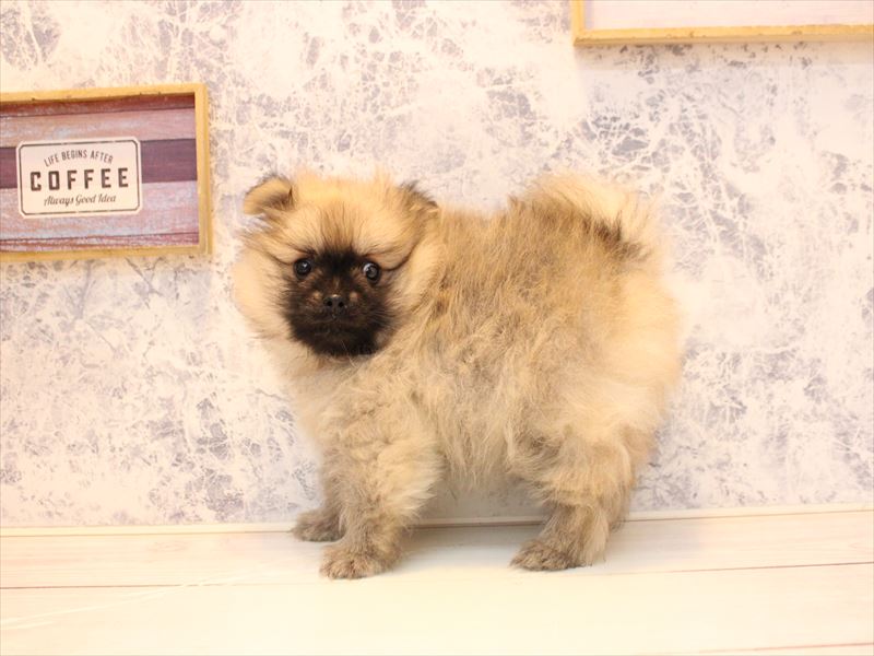 福岡県のポメラニアン (ワンラブ福岡総本店/2025年10月28日生まれ/男の子/ウルフセーブル)の子犬の2枚目の画像
