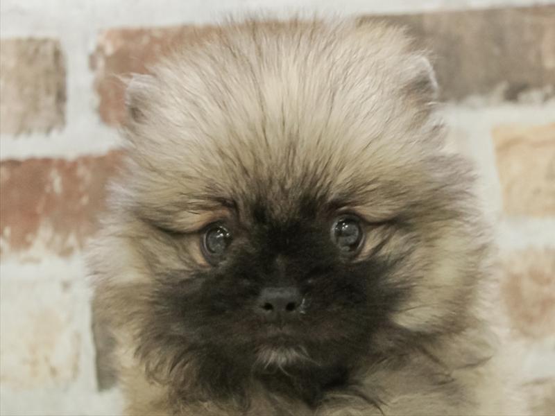 佐賀県のポメラニアン (ワンラブゆめタウン佐賀店/2025年10月28日生まれ/女の子/オレンジセーブル)の子犬の1枚目の画像