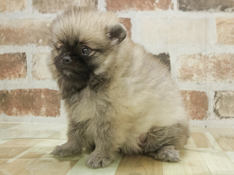 佐賀県のポメラニアン (ワンラブゆめタウン佐賀店/2025年10月28日生まれ/女の子/オレンジセーブル)の子犬の2枚目の画像