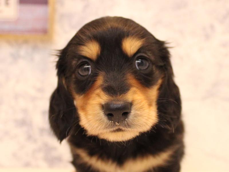 神奈川県のミニチュアダックスフンド(ロング) (ワンラブカインズ相模原愛川インター店/2025年10月28日生まれ/男の子/ブラックタン)の子犬
