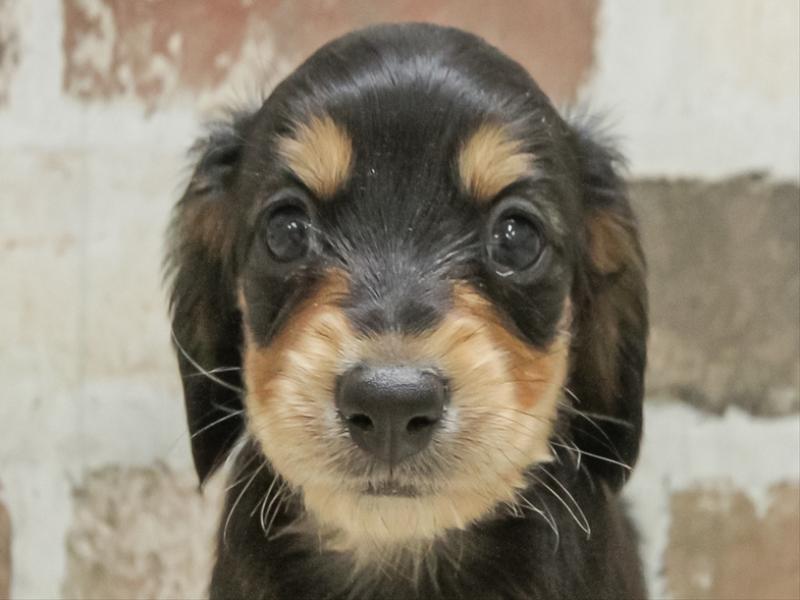 愛知県のミニチュアダックスフンド(ロング) (ワンラブららぽーと愛知東郷店/2025年10月28日生まれ/男の子/ブラックタン)の子犬の1枚目の画像