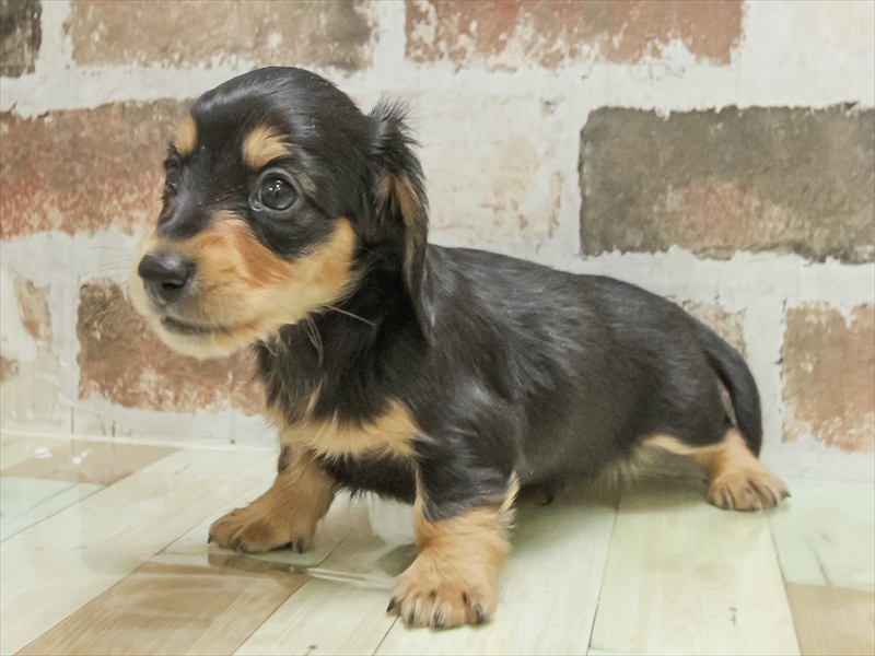 愛知県のミニチュアダックスフンド(ロング) (ワンラブららぽーと愛知東郷店/2025年10月28日生まれ/男の子/ブラックタン)の子犬の2枚目の画像