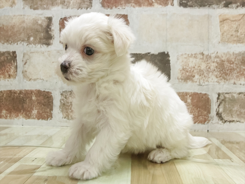 愛知県のマルチーズ (ワンラブドン・キホーテ パウ中川山王店/2025年10月28日生まれ/女の子/ホワイト)の子犬の2枚目の画像