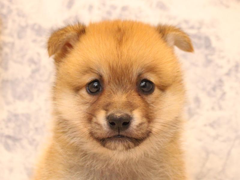 神奈川県のポメ柴/豆ポメ/ポメ豆柴(ポメラニアン×柴犬) (ワンラブCoaska Bayside横須賀店/2025年10月27日生まれ/女の子/赤)の子犬の1枚目の画像