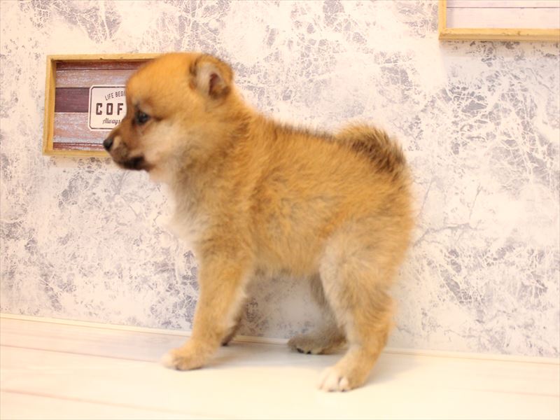 神奈川県のポメ柴/豆ポメ/ポメ豆柴(ポメラニアン×柴犬) (ワンラブCoaska Bayside横須賀店/2025年10月27日生まれ/女の子/赤)の子犬の3枚目の画像