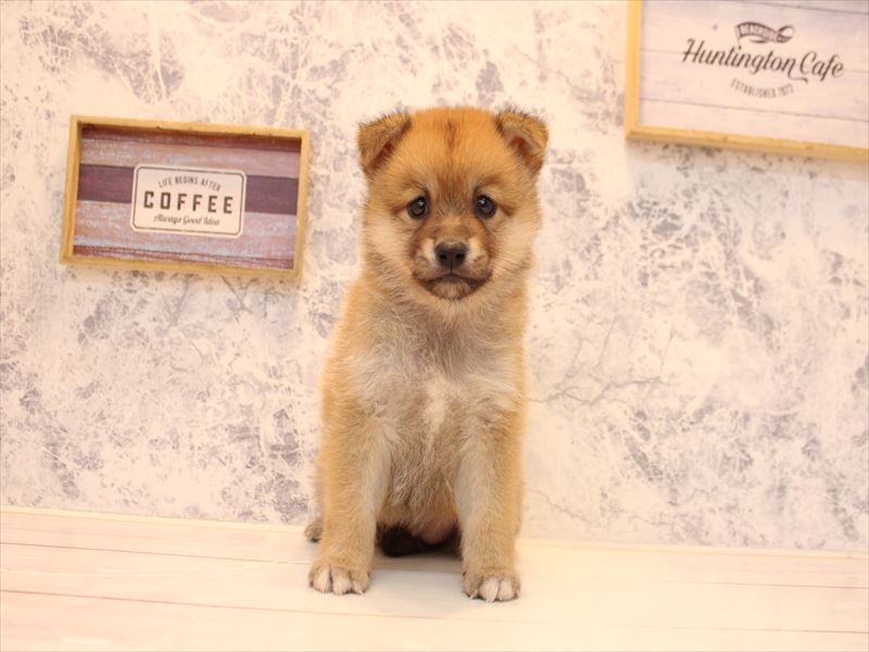 神奈川県のポメ柴/豆ポメ/ポメ豆柴(ポメラニアン×柴犬) (ワンラブCoaska Bayside横須賀店/2025年10月27日生まれ/女の子/赤)の子犬の2枚目の画像