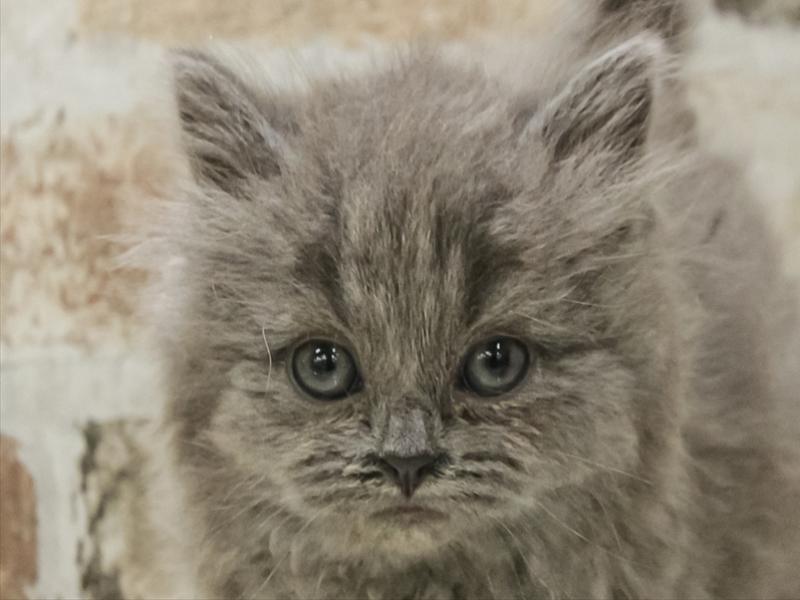 愛知県のブリティッシュロングヘアー (ワンラブ名古屋守山インター総本店/2025年10月28日生まれ/女の子/ブルー)の子猫の1枚目の画像