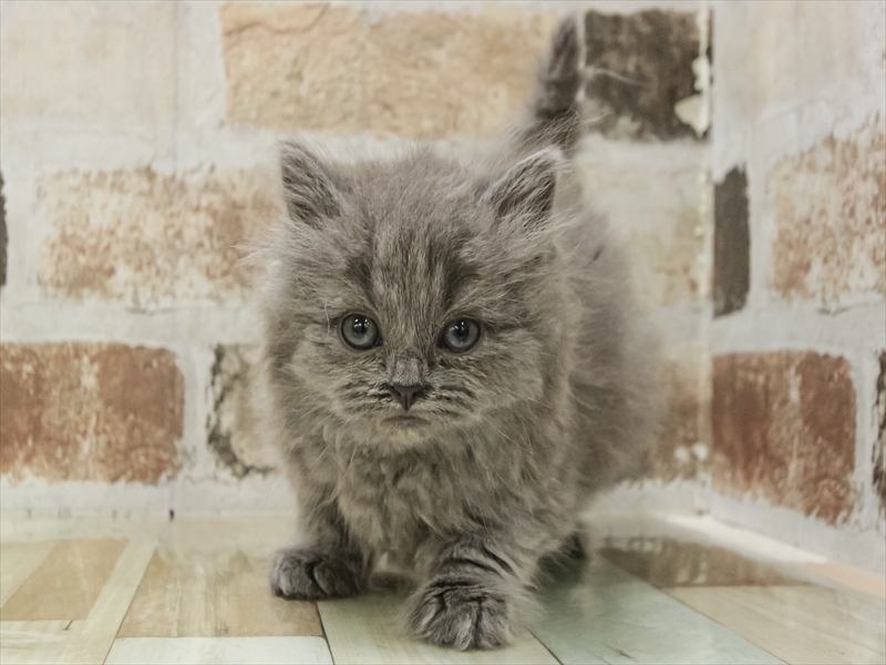 愛知県のブリティッシュロングヘアー (ワンラブ名古屋守山インター総本店/2025年10月28日生まれ/女の子/ブルー)の子猫の3枚目の画像