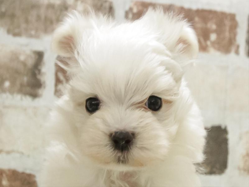 愛知県のマルプー(マルチーズ×プードル) (ワンラブ名古屋守山インター総本店/2025年10月26日生まれ/女の子/クリーム)の子犬の1枚目の画像