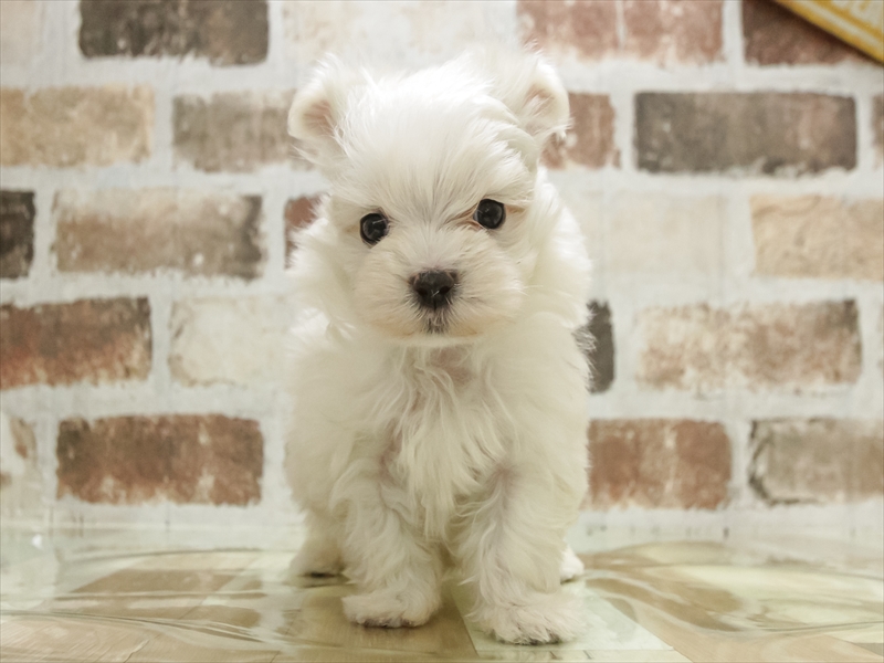 愛知県のマルプー(マルチーズ×プードル) (ワンラブ名古屋守山インター総本店/2025年10月26日生まれ/女の子/クリーム)の子犬の3枚目の画像