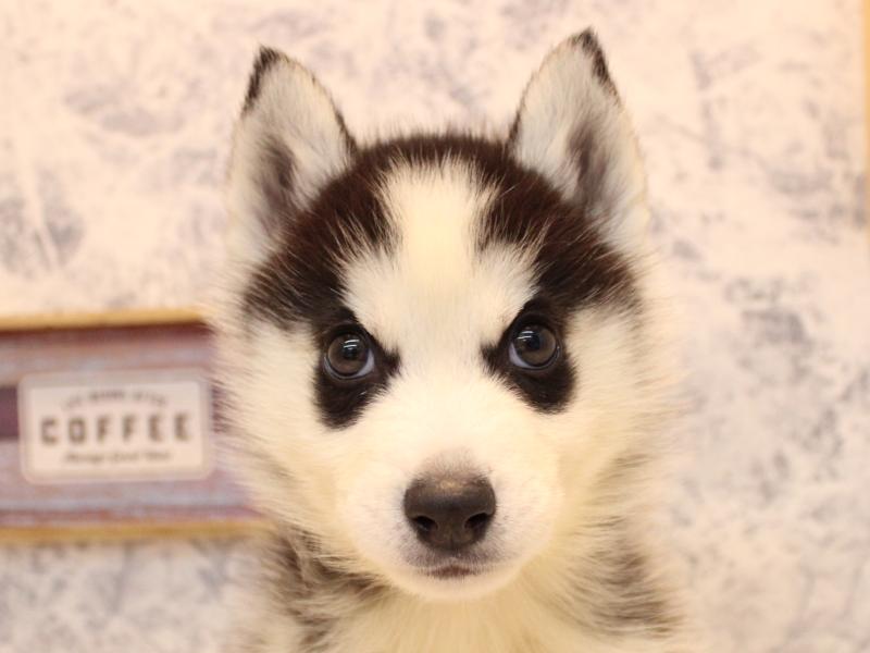 神奈川県のシベリアンハスキー (ワンラブCoaska Bayside横須賀店/2025年10月25日生まれ/男の子/ブラックホワイト)の子犬の1枚目の画像