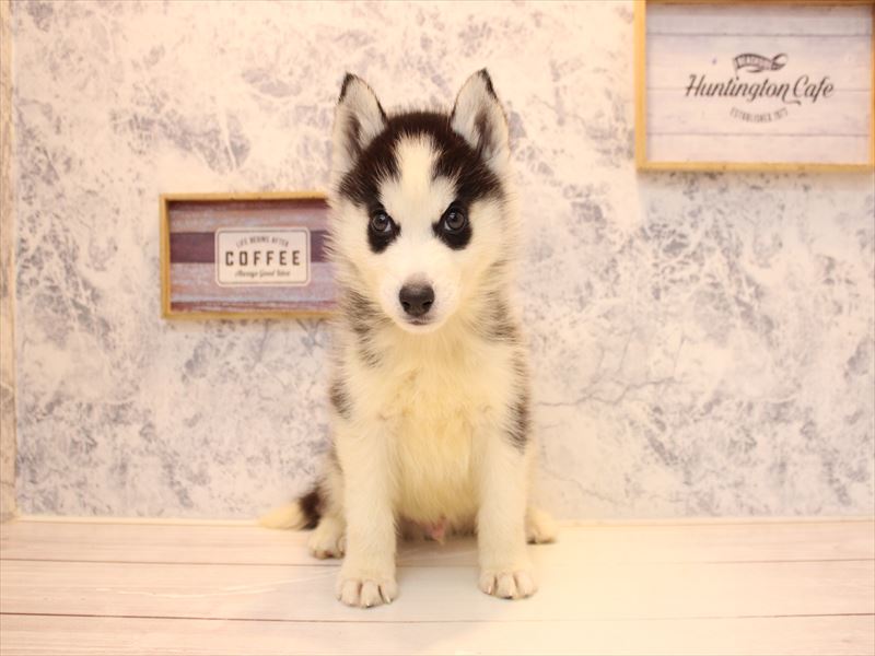 神奈川県のシベリアンハスキー (ワンラブCoaska Bayside横須賀店/2025年10月25日生まれ/男の子/ブラックホワイト)の子犬の3枚目の画像