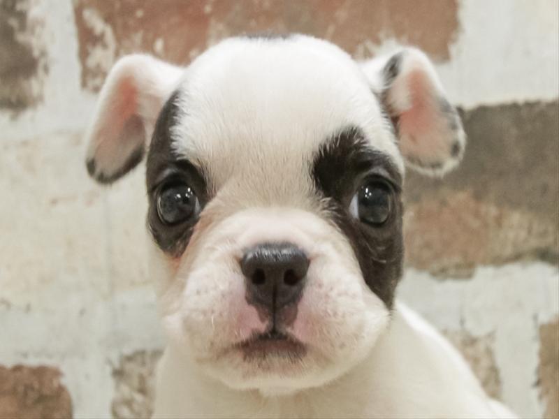 香川県のフレンチブルドッグ (ワンラブイオンタウン宇多津店/2025年10月25日生まれ/女の子/パイド)の子犬の1枚目の画像