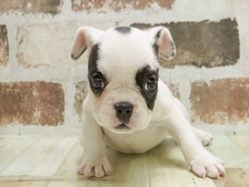 香川県のフレンチブルドッグ (ワンラブイオンタウン宇多津店/2025年10月25日生まれ/女の子/パイド)の子犬の3枚目の画像
