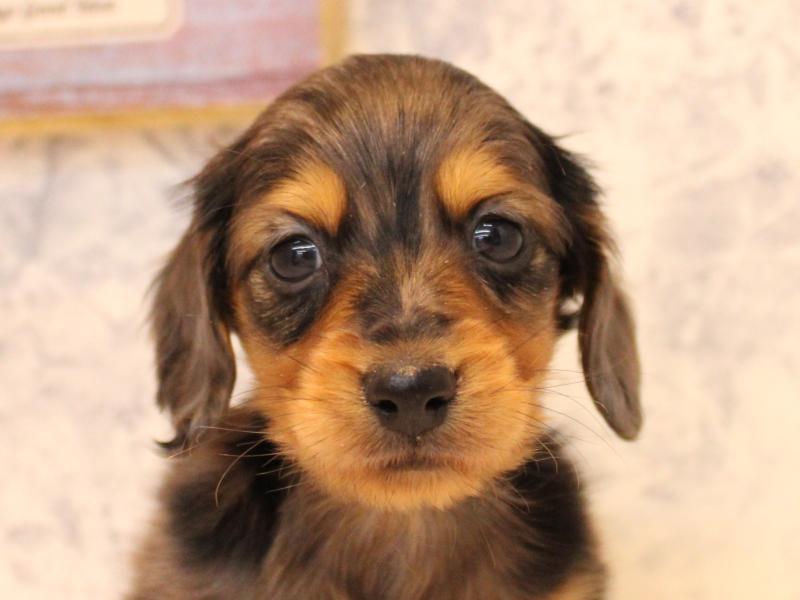 埼玉県のカニンヘンダックスフンド(ロング) (ワンラブ埼玉寄居店/2025年10月28日生まれ/男の子/シルバーダップル)の子犬の1枚目の画像