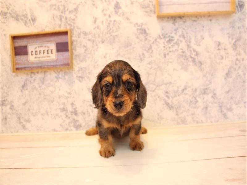 埼玉県のカニンヘンダックスフンド(ロング) (ワンラブ埼玉寄居店/2025年10月28日生まれ/男の子/シルバーダップル)の子犬の3枚目の画像