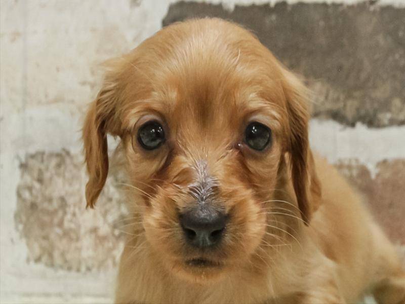 福岡県のカニンヘンダックスフンド(ロング) (ワンラブ福岡総本店/2025年10月28日生まれ/女の子/レッド)の子犬の1枚目の画像