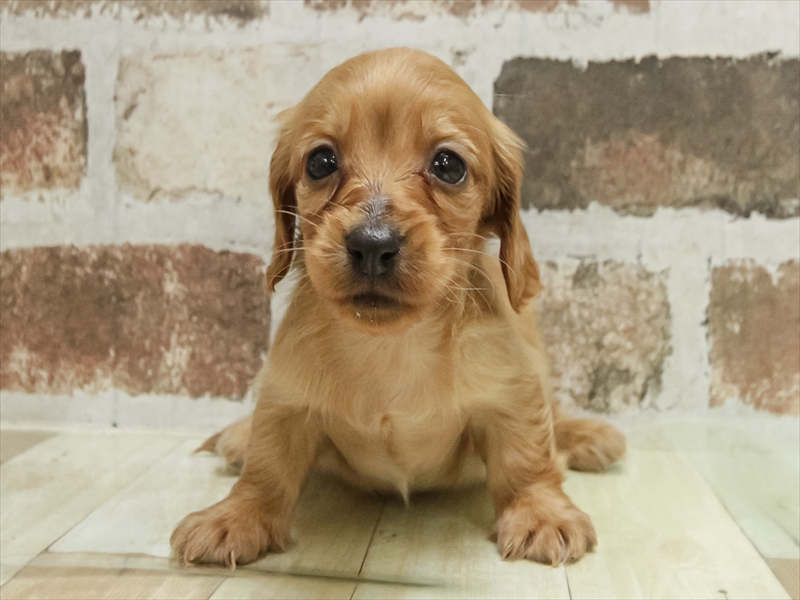 福岡県のカニンヘンダックスフンド(ロング) (ワンラブ福岡総本店/2025年10月28日生まれ/女の子/レッド)の子犬の3枚目の画像