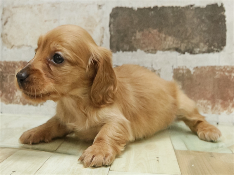 福岡県のカニンヘンダックスフンド(ロング) (ワンラブ福岡総本店/2025年10月28日生まれ/女の子/レッド)の子犬の2枚目の画像