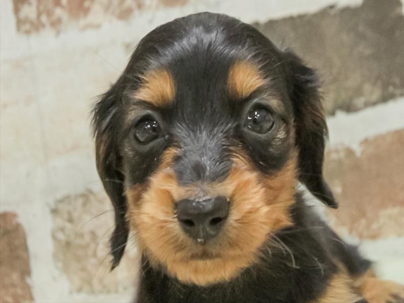 岐阜県のカニンヘンダックスフンド(ロング) (ワンラブイオンモール土岐店/2025年10月28日生まれ/女の子/ブラックタン)の子犬の1枚目の画像