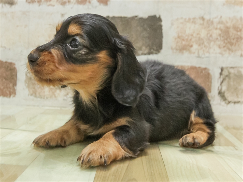 岐阜県のカニンヘンダックスフンド(ロング) (ワンラブイオンモール土岐店/2025年10月28日生まれ/女の子/ブラックタン)の子犬の2枚目の画像