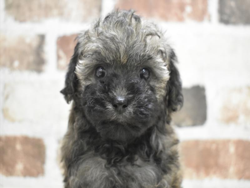 愛知県のビションプー(ビションフリーゼ×プードル) (ワンラブペッツビレッジ アピタ刈谷店(FC)/2025年10月29日生まれ/男の子/ブリンドル)の子犬の1枚目の画像