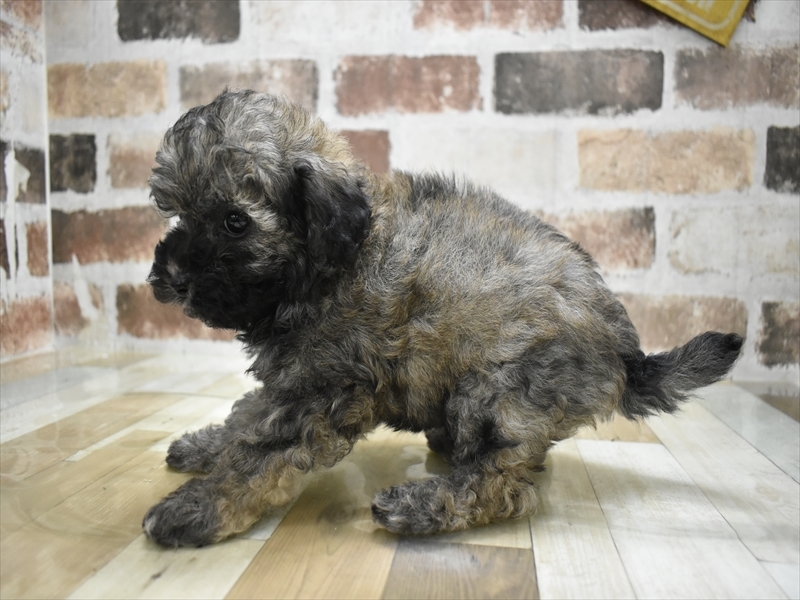 愛知県のビションプー(ビションフリーゼ×プードル) (ワンラブペッツビレッジ アピタ刈谷店(FC)/2025年10月29日生まれ/男の子/ブリンドル)の子犬の3枚目の画像