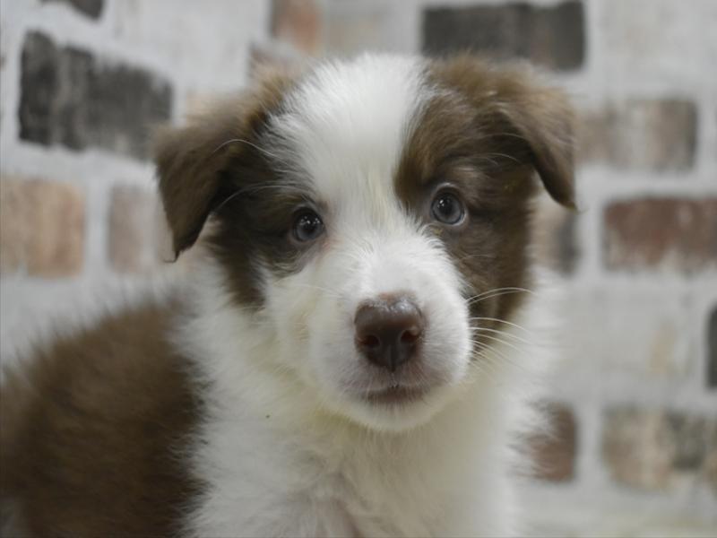 三重県のボーダーコリー (ワンラブホームセンターバロー久居店(FC)/2025年10月28日生まれ/男の子/チョコレートホワイト)の子犬の1枚目の画像