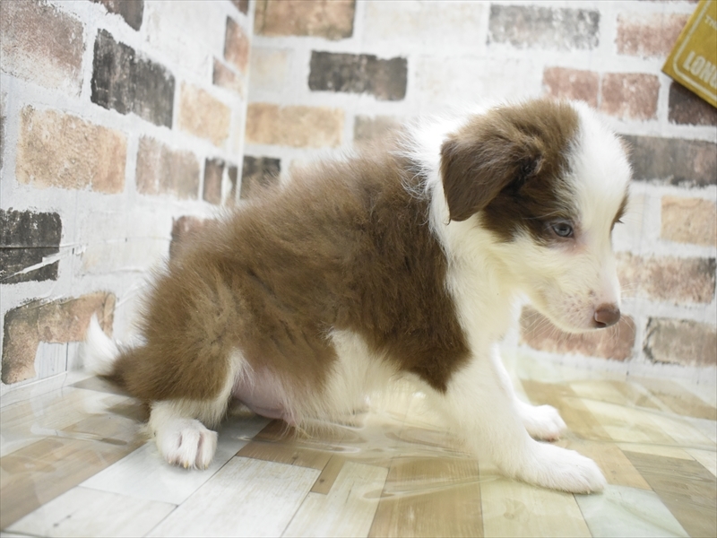 三重県のボーダーコリー (ワンラブホームセンターバロー久居店(FC)/2025年10月28日生まれ/男の子/チョコレートホワイト)の子犬の3枚目の画像