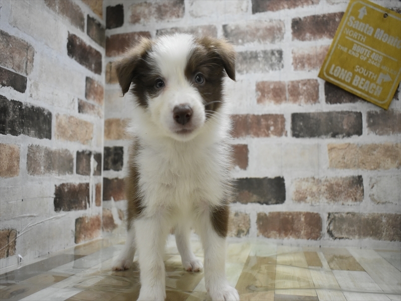 三重県のボーダーコリー (ワンラブホームセンターバロー久居店(FC)/2025年10月28日生まれ/男の子/チョコレートホワイト)の子犬の2枚目の画像