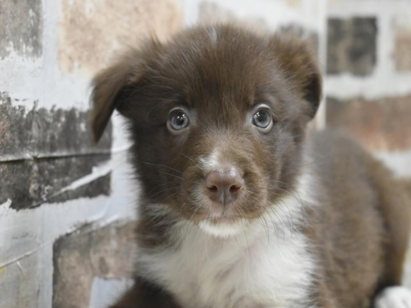 大阪府のボーダーコリー (ワンラブおっきなもふもふ大阪総本店(FC)/2025年10月28日生まれ/男の子/チョコレートホワイト)の子犬の1枚目の画像