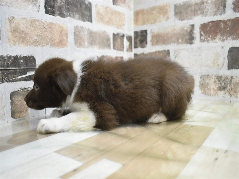 大阪府のボーダーコリー (ワンラブおっきなもふもふ大阪総本店(FC)/2025年10月28日生まれ/男の子/チョコレートホワイト)の子犬の3枚目の画像