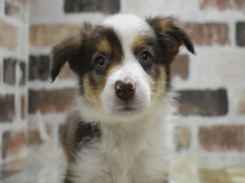 岐阜県のボーダーコリー (ワンラブおっきなもふもふ岐阜総本店(FC)/2025年10月28日生まれ/男の子/チョコレートホワイトタン)の子犬の1枚目の画像