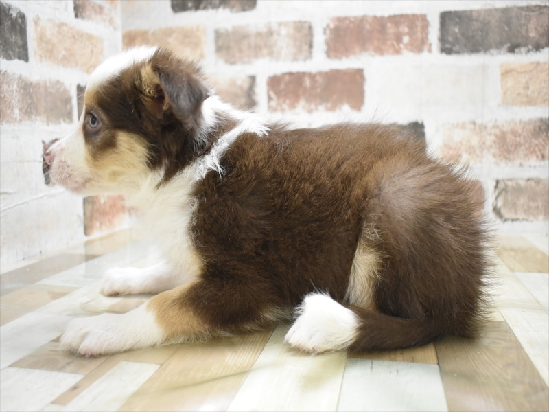 岐阜県のボーダーコリー (ワンラブおっきなもふもふ岐阜総本店(FC)/2025年10月28日生まれ/男の子/チョコレートホワイトタン)の子犬の3枚目の画像