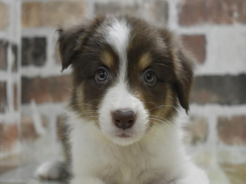 岐阜県のボーダーコリー (ワンラブアクアウォーク大垣店(FC)/2025年10月28日生まれ/男の子/チョコレートホワイトタン)の子犬の1枚目の画像