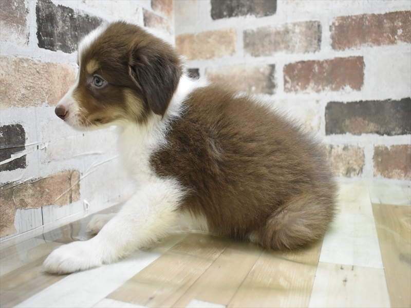 岐阜県のボーダーコリー (ワンラブアクアウォーク大垣店(FC)/2025年10月28日生まれ/男の子/チョコレートホワイトタン)の子犬の3枚目の画像