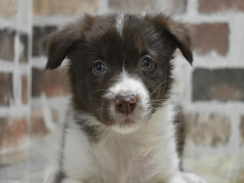 岐阜県のボーダーコリー (ワンラブおっきなもふもふ岐阜総本店(FC)/2025年10月28日生まれ/女の子/チョコレートホワイト)の子犬の1枚目の画像