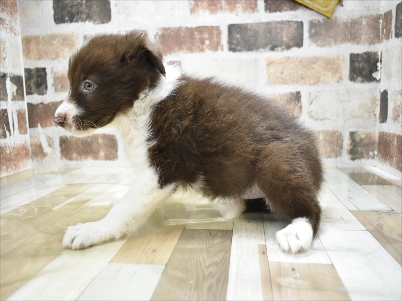 岐阜県のボーダーコリー (ワンラブおっきなもふもふ岐阜総本店(FC)/2025年10月28日生まれ/女の子/チョコレートホワイト)の子犬の3枚目の画像