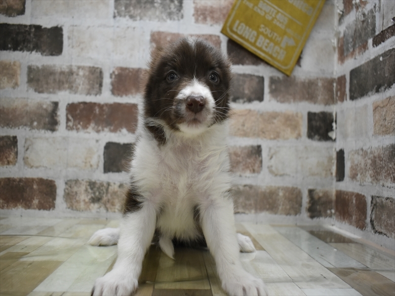 岐阜県のボーダーコリー (ワンラブおっきなもふもふ岐阜総本店(FC)/2025年10月28日生まれ/女の子/チョコレートホワイト)の子犬の2枚目の画像