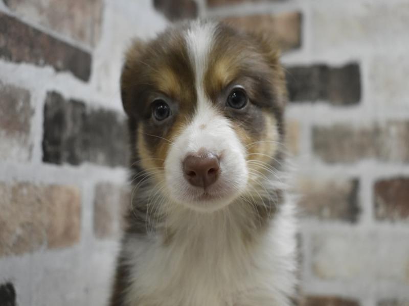 岐阜県のボーダーコリー (ワンラブおっきなもふもふ岐阜総本店(FC)/2025年10月28日生まれ/女の子/チョコレートホワイトタン)の子犬の1枚目の画像