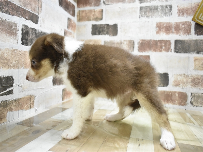 岐阜県のボーダーコリー (ワンラブおっきなもふもふ岐阜総本店(FC)/2025年10月28日生まれ/女の子/チョコレートホワイトタン)の子犬の3枚目の画像