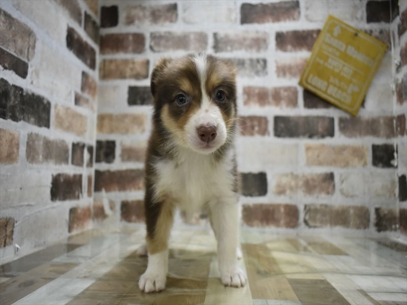 岐阜県のボーダーコリー (ワンラブおっきなもふもふ岐阜総本店(FC)/2025年10月28日生まれ/女の子/チョコレートホワイトタン)の子犬の2枚目の画像